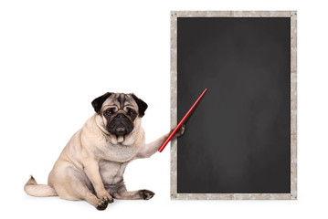 serious pug puppy dog sitting next to blank blackboard sign, holding red pointer, isolated on white background