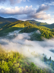 Wall Mural - aerial view at the forest in fog. beautiful natural aerial landcape at the summer time. forest and m