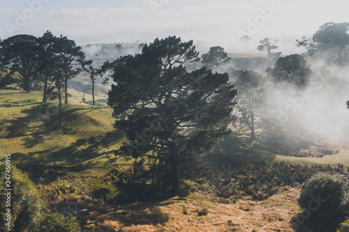 Cuadros en Lienzo foggy Pine Forest in Hobbiton, New Zealand