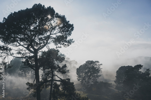 Fotografía foggy Pine Forest in Hobbiton, New Zealand