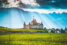 Aigle Castle Surrounded By Vineyard In Switzerland
