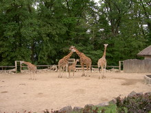 Giraffes In The Enclosure, Zoo Lesna, Zlin, Czech Republic