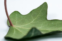 Ivy Leaf Close Up, Isolated.