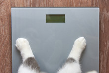 Paws Of A Cat Stand On Measuring Scales, Close-up