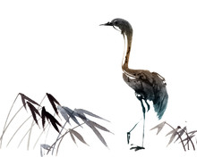 Illustration Of Heron
