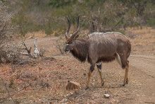 Nyala Antelope In The Kruger National Park, South Africa