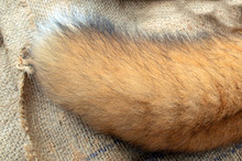 A Fluffy Red Fox Tail Displayed On Old Burlap.