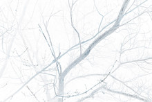 Abstract View Of Bare Tree Branches. Mystical Forest, Inverted Colors Effect