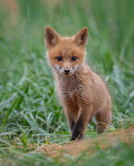 Poster - Red Fox