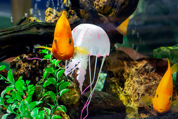 Goldfish swim in a large aquarium with green plants and air bubbles