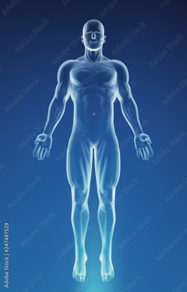 Blue Human Anatomy Body Stock Vector | Adobe Stock