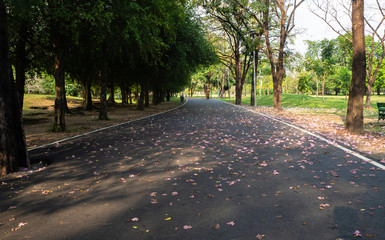 Landscape of tree in the park