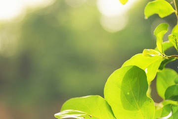 Wall Mural - abstract bokeh blur green color for background