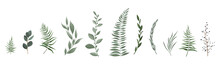 Vector Designer Elements Set Collection Of Greeng Leaves Herbs In Watercolor Style.