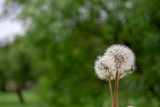 Fototapeta Dmuchawce - dandelion on green background 