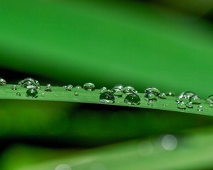 Canvas Print - Plantleaf