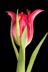 Wall Mural - Single spring flower red tulip isolated on black background, close up.