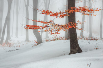 Sticker - Red leaves tree in winter foggy forest. Snow covered woods