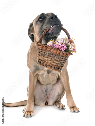 Young Cane Corso Buy This Stock Photo And Explore Similar