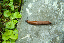 Brown Slug Insect Crawling Over A Gray Stone