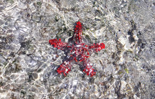African Red Knobbed Starfish Under The Water