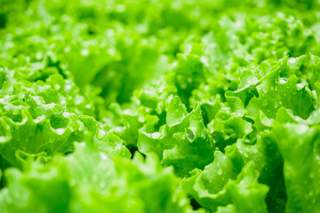 Closeup Fresh organic green leaves lettuce salad plant in hydroponics vegetables farm system