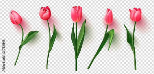 Cuadros en Lienzo Realistic vector tulips set on transparent background