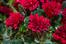 Red Mums Free Stock Photo - Public Domain Pictures