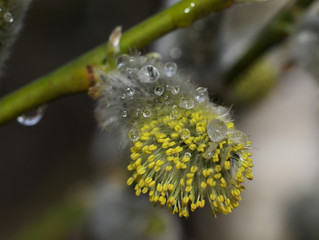 Early spring flowering male catkins (pussy willow, grey willow, goat willow). Branches with Expanded buds for Easter decoration. Close-up of Willow twig as a spring symbol, outdoor.