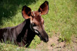 © Aggi Schmid - Okapi (Okapia johnstoni) Zentralafrika