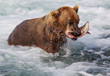 Bear On Alaska