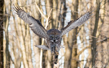 Great Grey Owl In Flight, Quebec, Canada