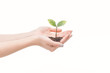 © LIGHTFIELD STUDIOS - cropped view of female hands holding ground with green plant isolated on white