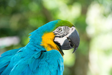 Wall Mural - parrot bird sitting on the perch