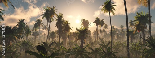 Fotografía Morning in the jungle, Jungle in the fog, Panorama of the rainforest, palm trees
