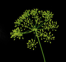 Fresh Dill Flowers On Black Background