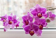 Soft Focus Of Two Beautiful Branches Of Striped Purple Mini Orchids Sogo Vivien. Phalaenopsis,  Moth Orchid Are Located Against The Light On A Gentle Blurry Background. A Lovely Idea For Any Design.