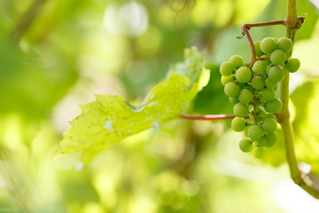 Close-up: bunch of white grapes and a green grape leaf growing on a branch. Blurred Background