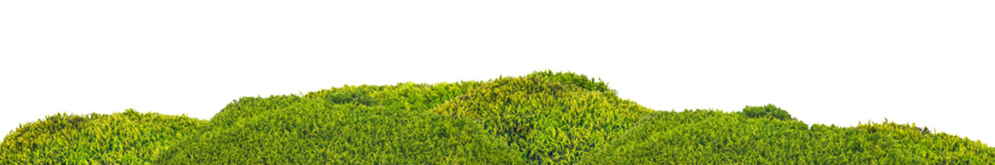 Wall Mural - isolated green moss stripe
