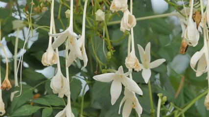 Wall Mural - White flower of Cork Tree (Millingtonia hortensis) in the wind. Cork Tree is perennial trees in mixed deciduous forest, dry evergreen forest of Thailand