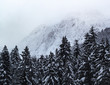 Alpen forest