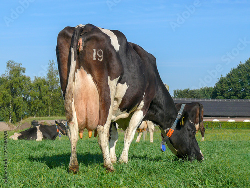 Cuadros en Lienzo Black and white cow from behind, number 19 on the butt, teat with yellow disinfection and full udders