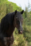 Fototapeta Konie - Semental de caballo español de color negro