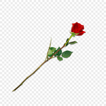 Highly Detailed Flower Of Red Rose On Long Stem