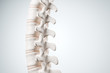 Realistic human spine illustration. Back view on the white background. 3d render.