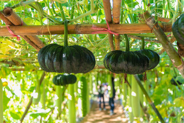 Wall Mural - Fresh and organic giant green pumpkins hanging down from the bamboo arch in pumpkin ornament, Japanese squash vegatable farm plantation.