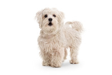 Cute Maltese Poodle Dog