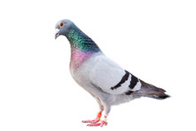 Full Body Of Male Speed Racing Pigeon Bird Isolated White Background
