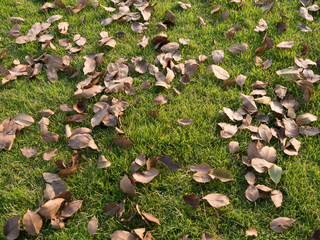 Wall Mural - Dried leaf on green grass