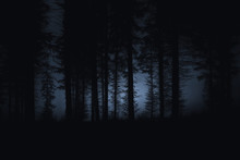 Dark Scary Forest With Spooky Trees